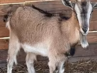 बकरी, West African dwarf goats — फ़ोटो 2