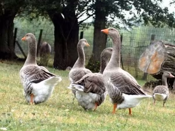 Graue und graugescheckte dänische Gans