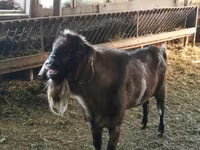 Kozioł, Nubian Goat — zdjęcie 1