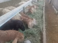 Brebis, Moutons — photo 4