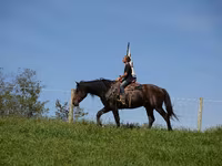 Cheval, Racking Horse — photo 2