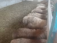 Brebis, Moutons — photo 5