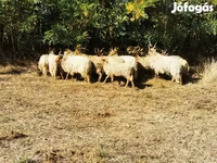 Schaf, Racka sheep — Foto 5