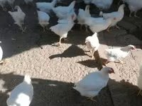 Plymouth Rock — zdjęcie 4