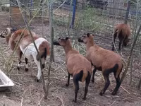 Beran, Cameroon sheep — foto 4