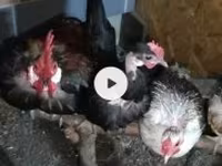 Chickens — Foto 1
