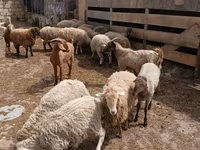 Bélier, Moutons — photo 4