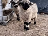 Owca, Valais Blacknose sheep — zdjęcie 3