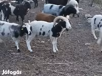 Carnero, Jacob's sheep — foto 1