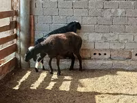 母羊, Sheep — 照片 4