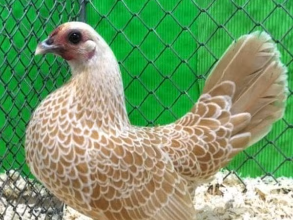 Sebright