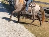 Cheval, Rocky Mountain Horse — photo 4