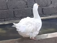 Geese — الصورة 3