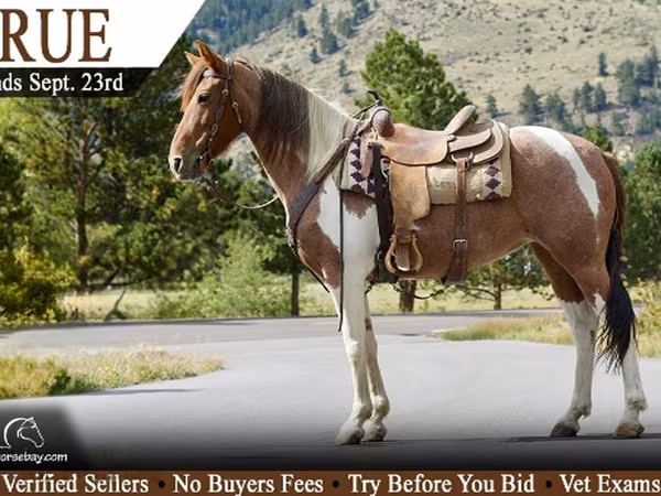 Yegua, Tennessee Walking Horse