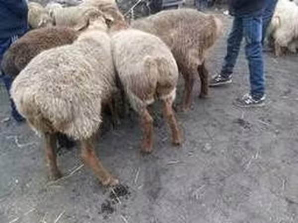 Beran, Ovce