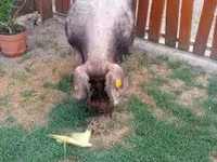 Boar, Дюрок — photo 4