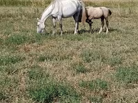 Klisna, Percheron — foto 3