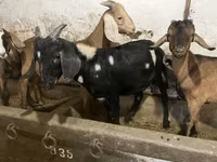 Keçi, Nubian Goat — foto 3