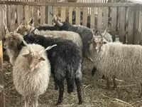 公羊, Racka sheep — 照片 3