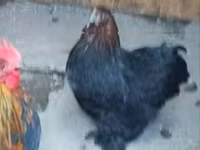 Chickens — zdjęcie 1