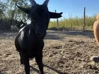 公山羊, Dutch Landrace goats — 照片 1