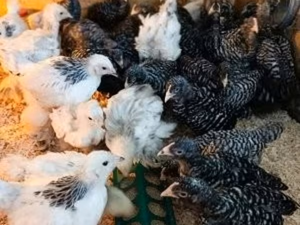 Chickens