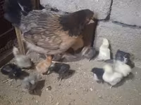 Chickens — Foto 2