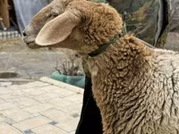 Brebis, Arashan sheep — photo 8
