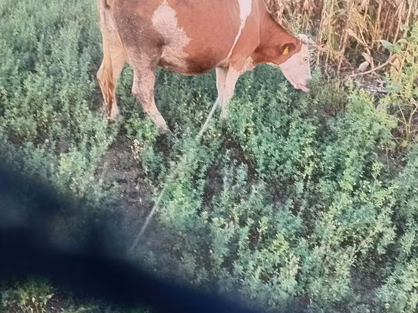 بقرة, Simmental cattle