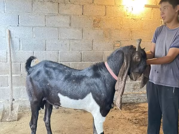 Козел, Kamori goats