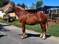 Cheval, Chevaux — photo 5