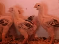 Chickens — Foto 3