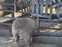 母羊, Beltex sheep — 照片 2
