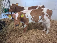 公牛, Simmental cattle — 照片 1