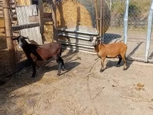 雄羊, Cameroon sheep