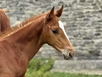 Kůň, Anglo-Arabian — foto 1