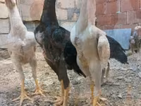 Chickens — photo 7