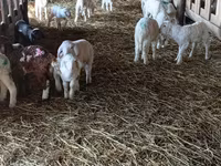 Brebis, Awassi sheep — photo 4