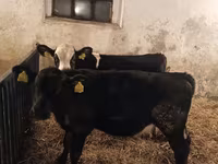 Býk, Russian Black pied cattle — foto 2