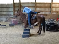 Cheval, Standardbred — photo 6