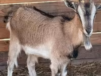 Goat, West African dwarf goats — photo 2