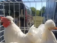 Chickens — foto 1