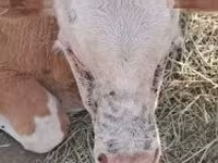 Bovinos (lote, sexo no especificado), Simmental cattle — foto 1
