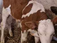 Buğa, Simmental cattle — foto 1