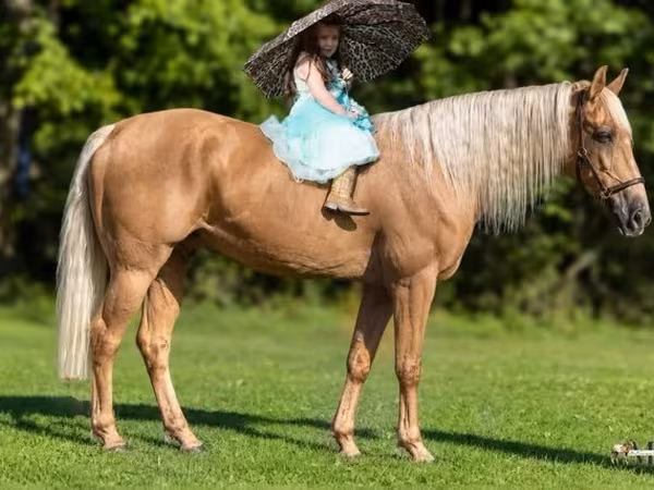 Caballo, Palomino