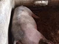 Prasnice, Prasata — foto 2