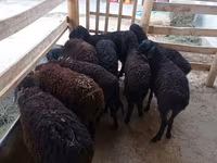 Schaf, Tajik sheep — Foto 1