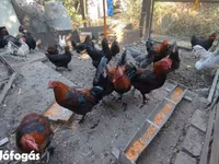 Marans — Foto 3
