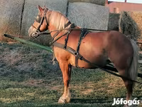Mare, Haflinger — photo 2