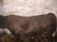 Bull, Charolais cattle — photo 1